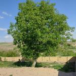 زمین مسکونی زمین مسکونی